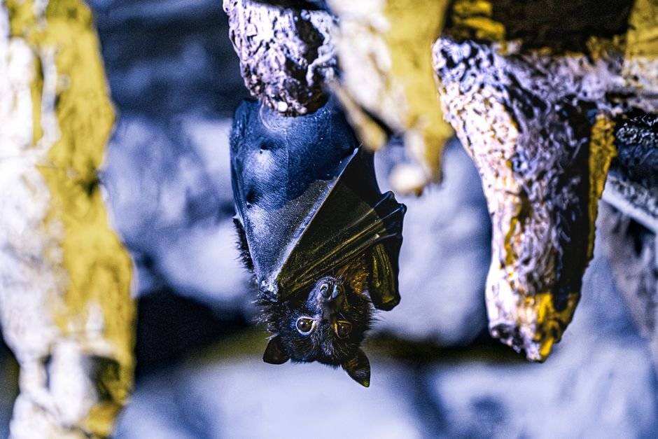 Bat Week Is Here: Why NYC’s Zig-Zag Flyers Matter